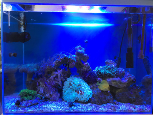 海水水槽一式　※バラ売り物検討します