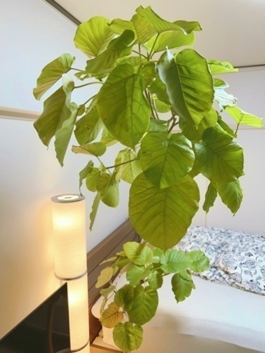 大型観葉植物　ウンベラータ　約2m  10号鉢