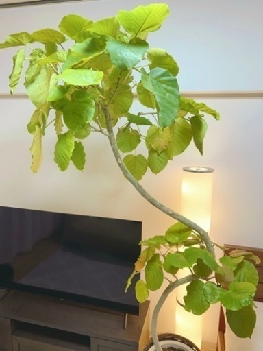 大型観葉植物　ウンベラータ　約2m  10号鉢