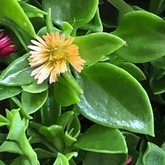 グランドカバーに　夏に強い　多肉植物　お手入れ不要の画像