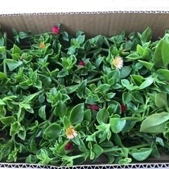 グランドカバーに　夏に強い　多肉植物　お手入れ不要の画像