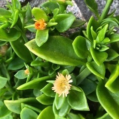 グランドカバーに　夏に強い　多肉植物　お手入れ不要の画像