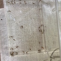 Ap.パウルムエルレリ/ペルーレガニ（ワイルド）F1稚魚5匹_____20230728の画像