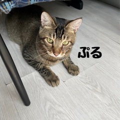 人が大好きで常に甘えたい子です！