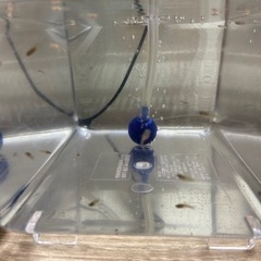 受け渡し先決定　国産ミックスグッピー稚魚10匹