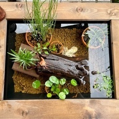 慶屋オリジナルビオトープ木枠セット竹-TAKE- メダカ金魚トロ舟NV (慶