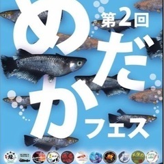 めだか　メダカ　めだかフェス　めだかイベント　めだかすくい