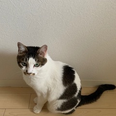 7才♂ 雑種🐈