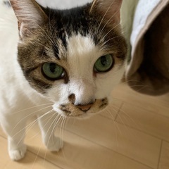 7才♂ 雑種🐈 - 江戸川区