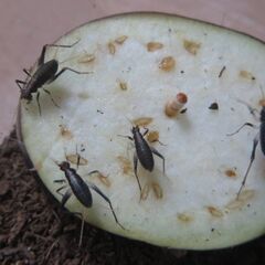 スズムシの幼虫 約100匹 鈴虫 すずむしの画像