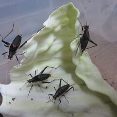 スズムシの幼虫 約100匹 鈴虫 すずむしの画像