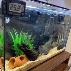熱帯魚の無償譲渡。の画像