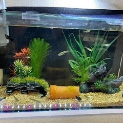 熱帯魚の無償譲渡。の画像
