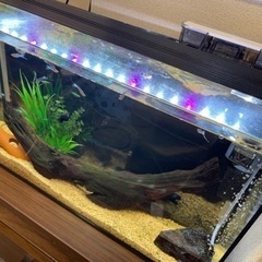 熱帯魚の無償譲渡。の画像