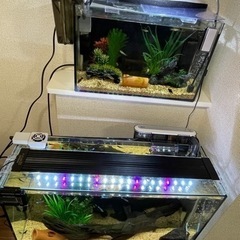 熱帯魚の無償譲渡。の画像