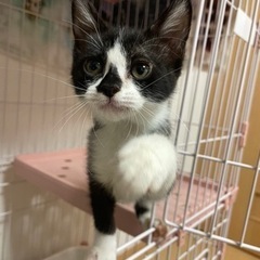 元気で健康な子猫12匹！里親さん急募！