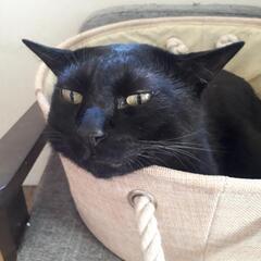 大人の黒猫好きの方に委ねます！(ハロウィンに拾得)