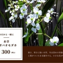 水草色々^^ メダカのビオトープにどうぞの画像