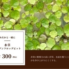 水草色々^^ メダカのビオトープにどうぞの画像