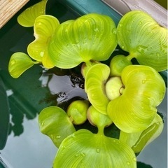 水草色々^^ メダカのビオトープにどうぞの画像