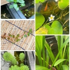 水草色々^^ メダカのビオトープにどうぞの画像