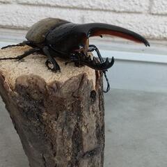 ヘラクレスオオカブト 3令幼虫 先着順！ お好きな数どうぞ！20匹限定！ 第二弾！の画像