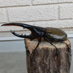 ヘラクレスオオカブト 3令幼虫 先着順！ お好きな数どうぞ！20匹限定！ 第二弾！の画像