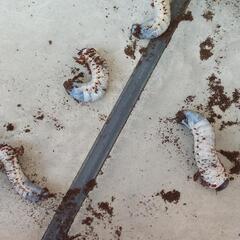 ヘラクレスオオカブト 3令幼虫 先着順！ お好きな数どうぞ！20匹限定！ 第二弾！の画像