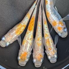 王華めだか　オス２メス３
