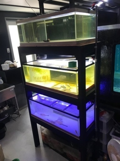 お譲り先決定‼️大型水槽　多段水槽　淡水エイ　アロワナ　プレコ　水槽用品