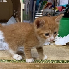 生後40日ぐらいの仔猫☆