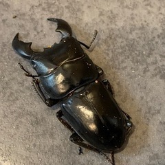 スマトラオオヒラタ　♀2 ♂1の画像