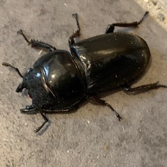 スマトラオオヒラタ　♀2 ♂1の画像