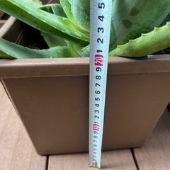 アロエの画像