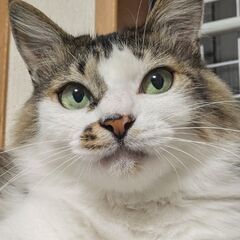 《里親決定》ノルウェージャンフォレストキャット風mix【トスカ】 - 猫