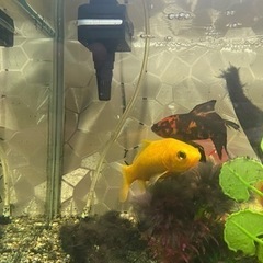 金魚4匹