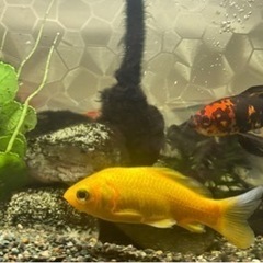 金魚4匹の画像