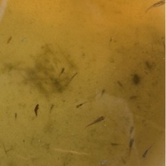 メダカ色々 選別漏れ 30匹位 5〜20mm個体差ありの画像