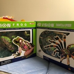 4D VISION かえる　蜘蛛