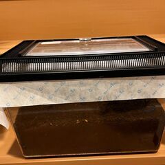 国産カブトムシ幼虫