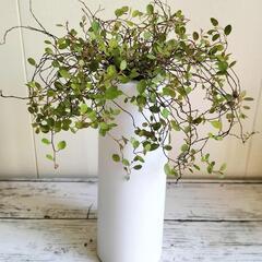 ②【💖Thankyou💖】ワイヤープランツ🌿観葉植物