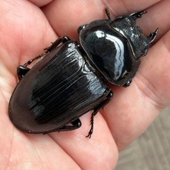 オオクワガタ　新成虫　♂77.5mm ♀50.5mmの画像
