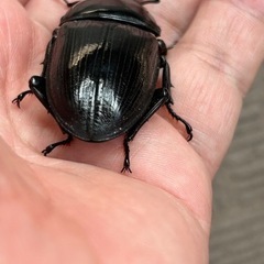 オオクワガタ　新成虫　♂77.5mm ♀50.5mmの画像
