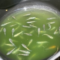 お譲り先決まりました　メダカ　オーロララメブラックの画像