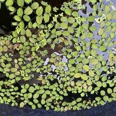水草　サルビニア(さんしょうも)5株　プラスメダカ4尾