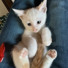 白に少しオレンジの子猫700グラム🩷ずっとの家族探しています