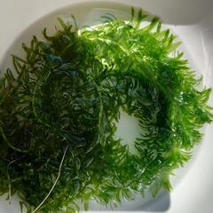 取引中　水草　アナカリスと山椒藻