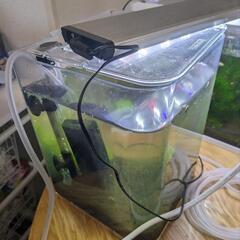 【商談中】水槽　メダカ　ネオンテトラ　シュリンプ　備品の画像