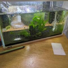 【商談中】水槽　メダカ　ネオンテトラ　シュリンプ　備品の画像