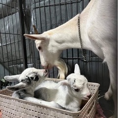 【仕事内容】 ★住み込み可、都会の雑踏から離れて。自然に触れるお仕事です。！  ヤギ4頭と烏骨鶏7羽と合鴨1羽 、ミツバチの画像